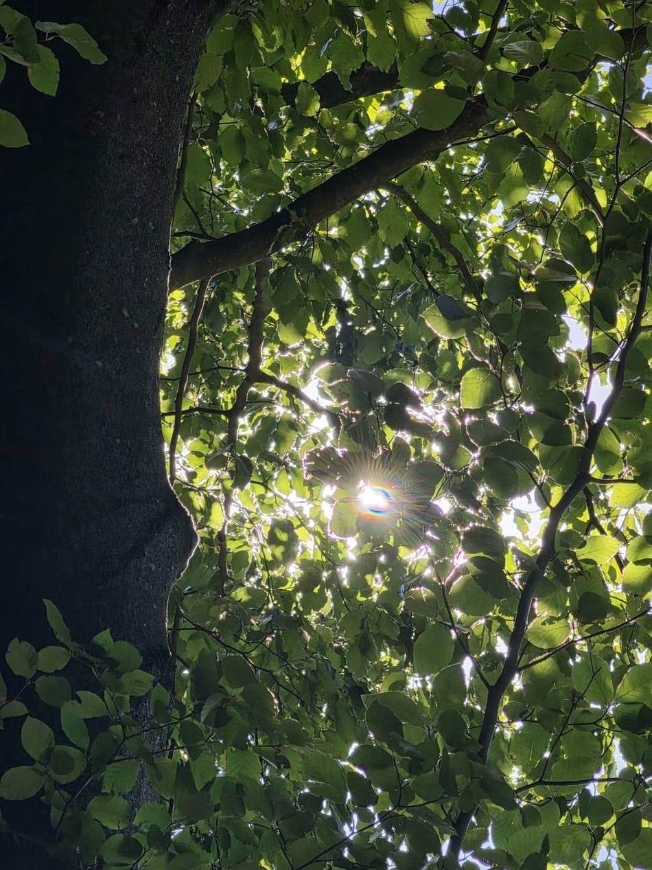 Sonne durchs Blätterdach
